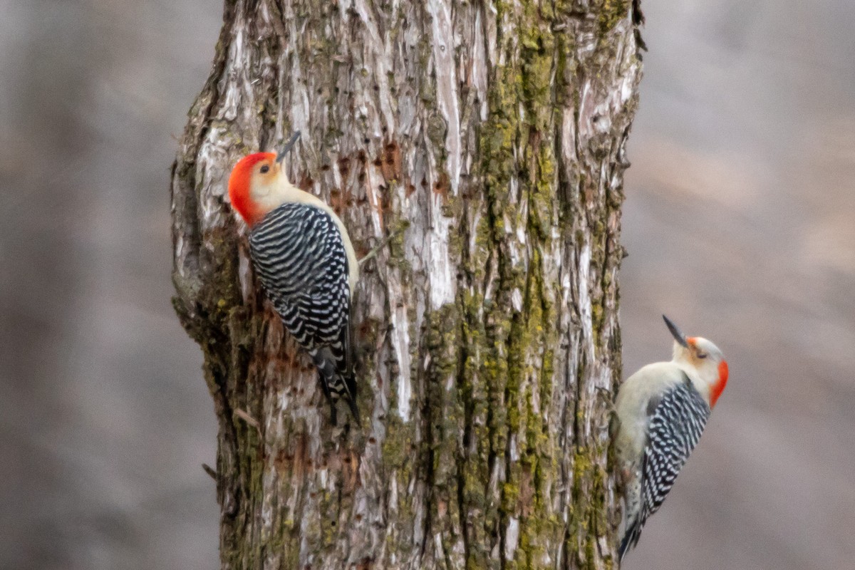 Red-bellied Woodpecker - ML131645321