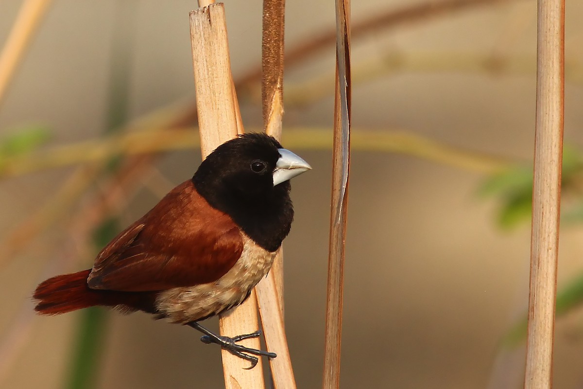 Tricolored Munia - Aravind AM