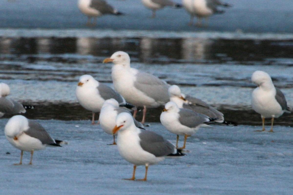 Glaucous Gull - ML131646101