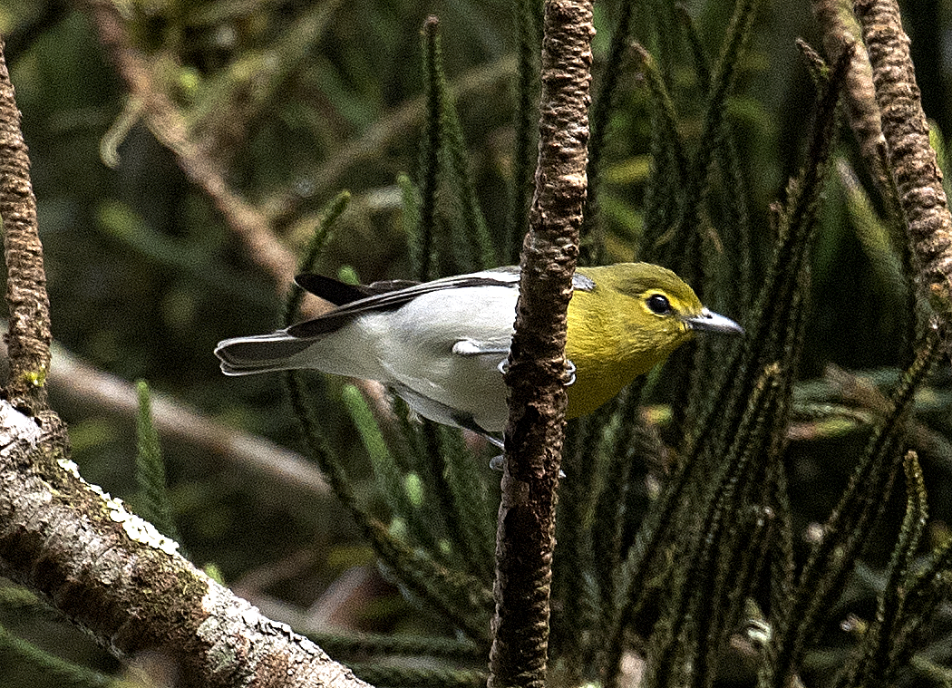 Viréo à gorge jaune - ML131646121