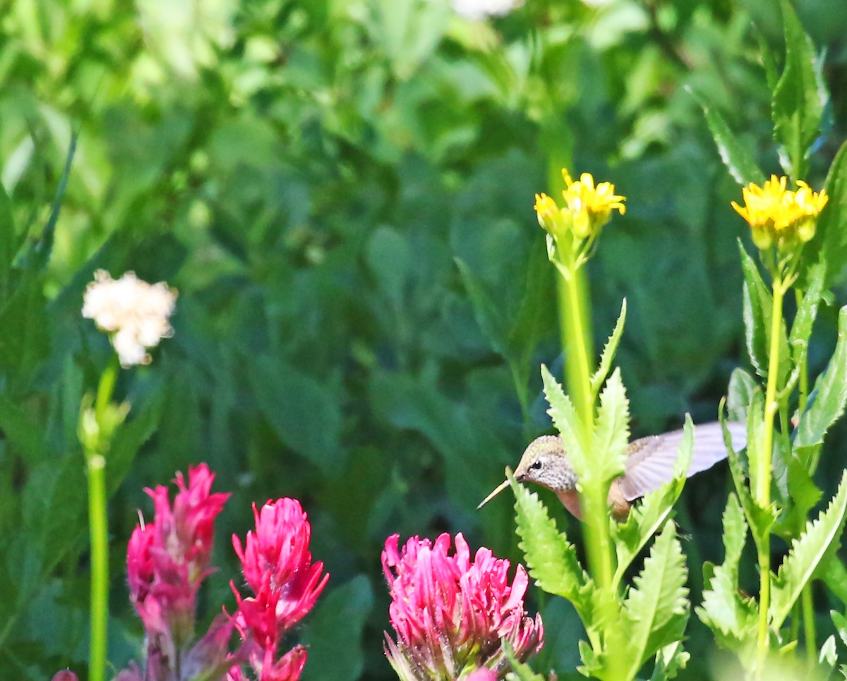 Calliope Hummingbird - olivia graves