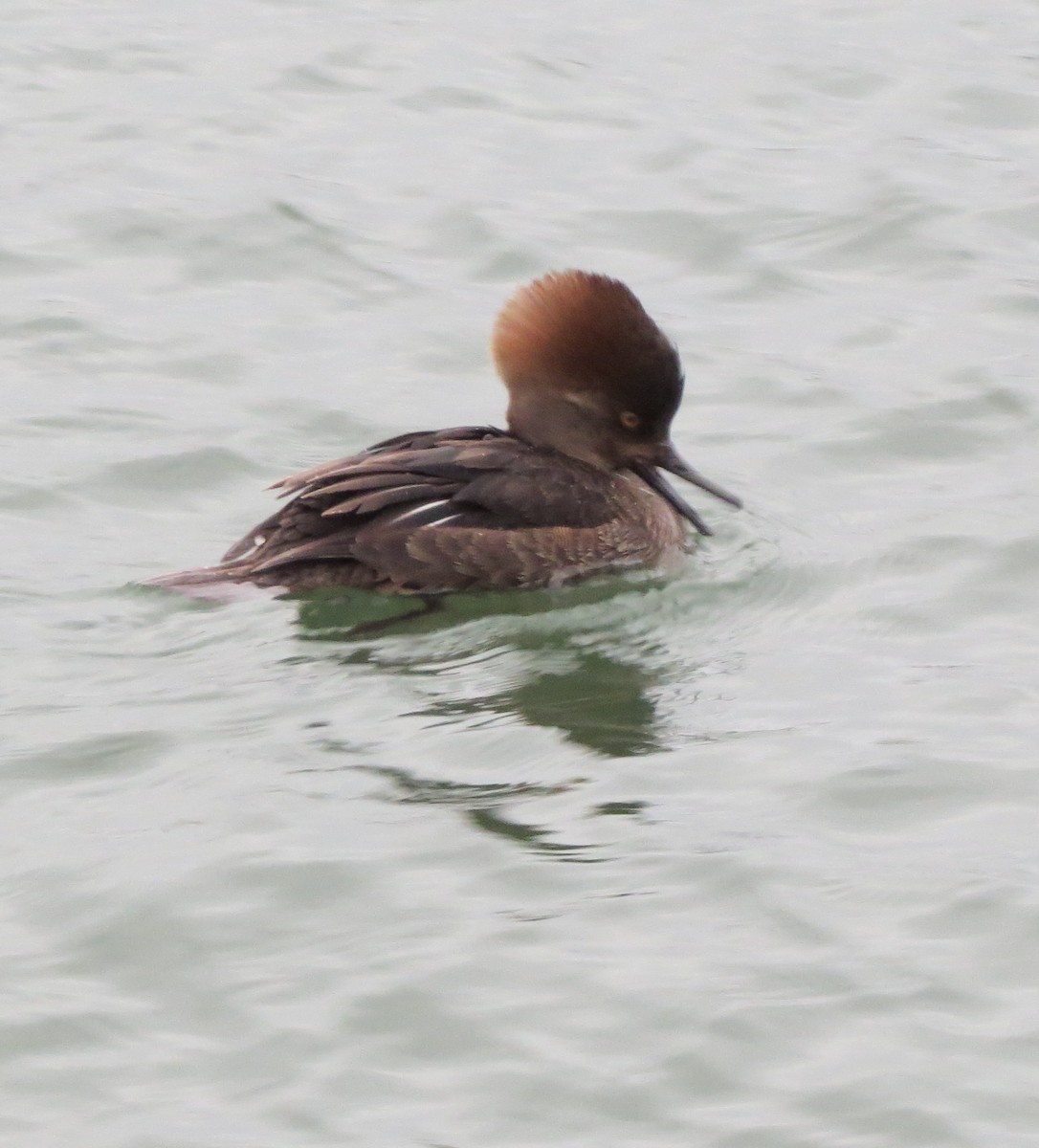 Hooded Merganser - Kevin Seymour