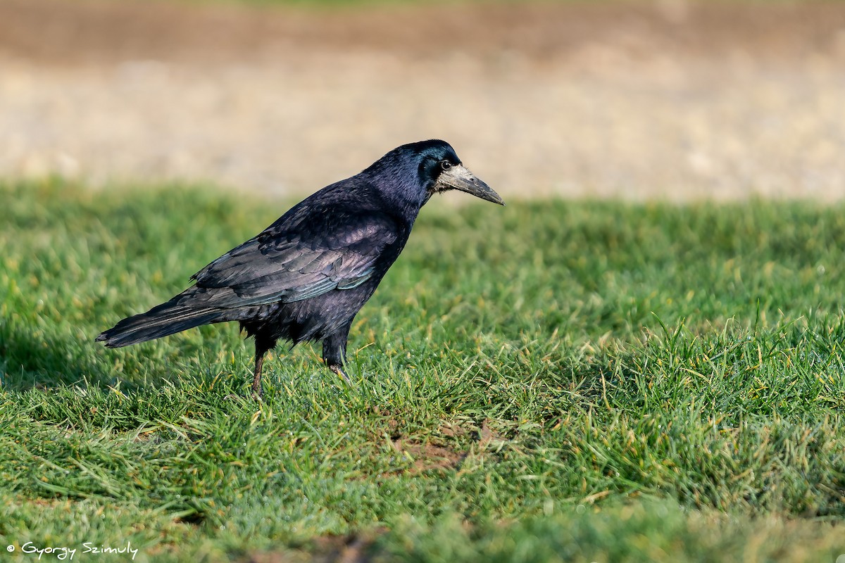 Corbeau freux - ML131647801