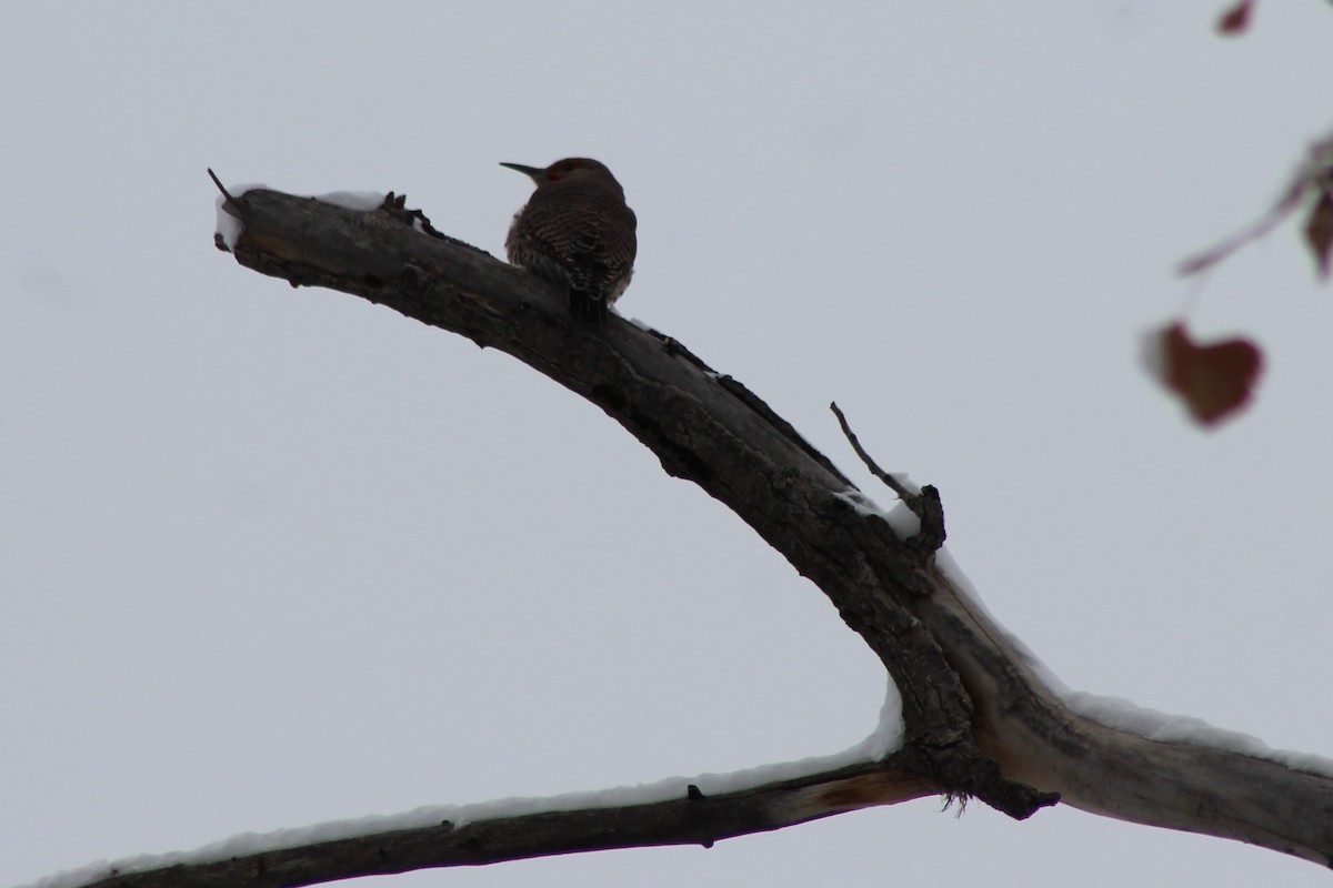 Northern Flicker - ML131648001