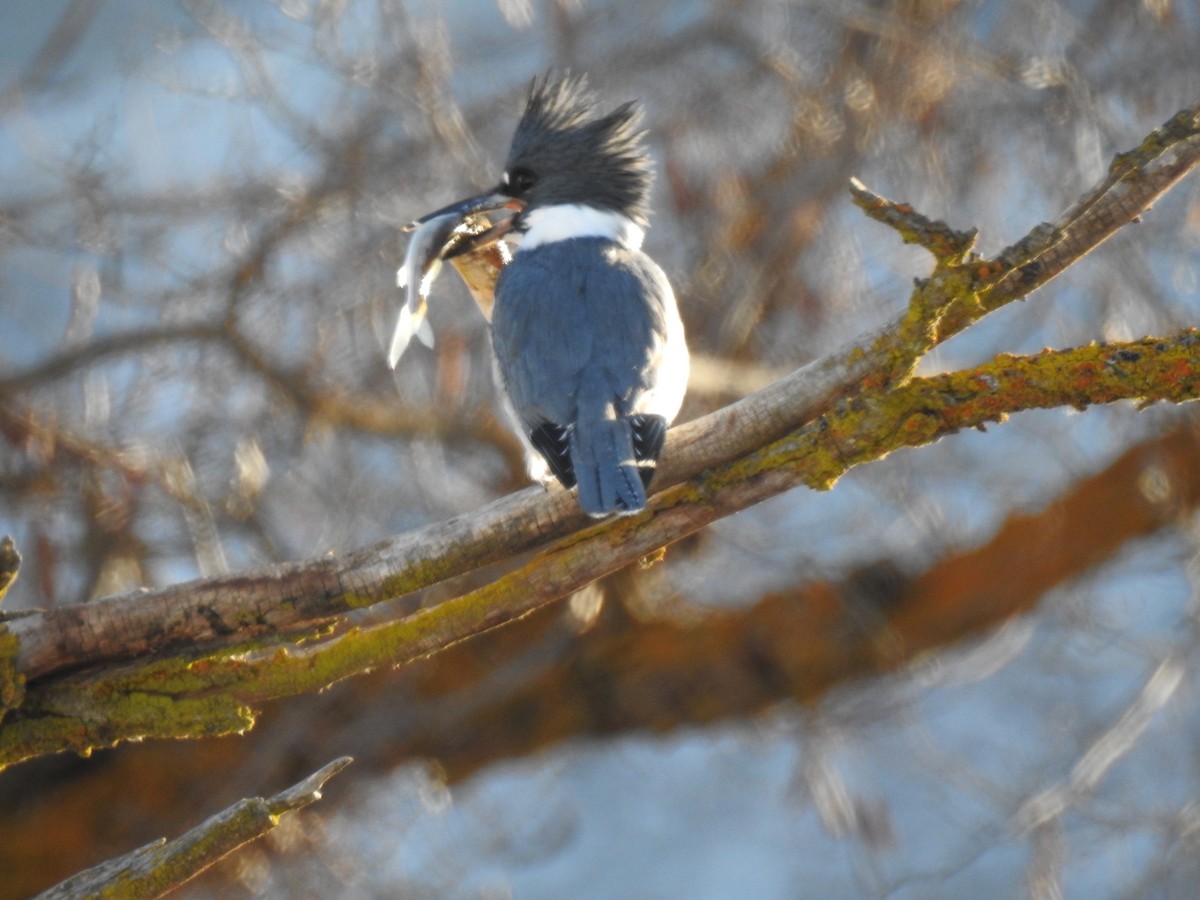 Belted Kingfisher - ML131648021