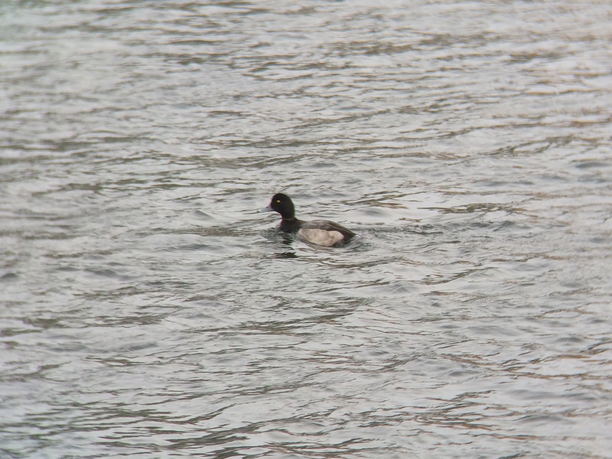 Greater Scaup - ML131649481