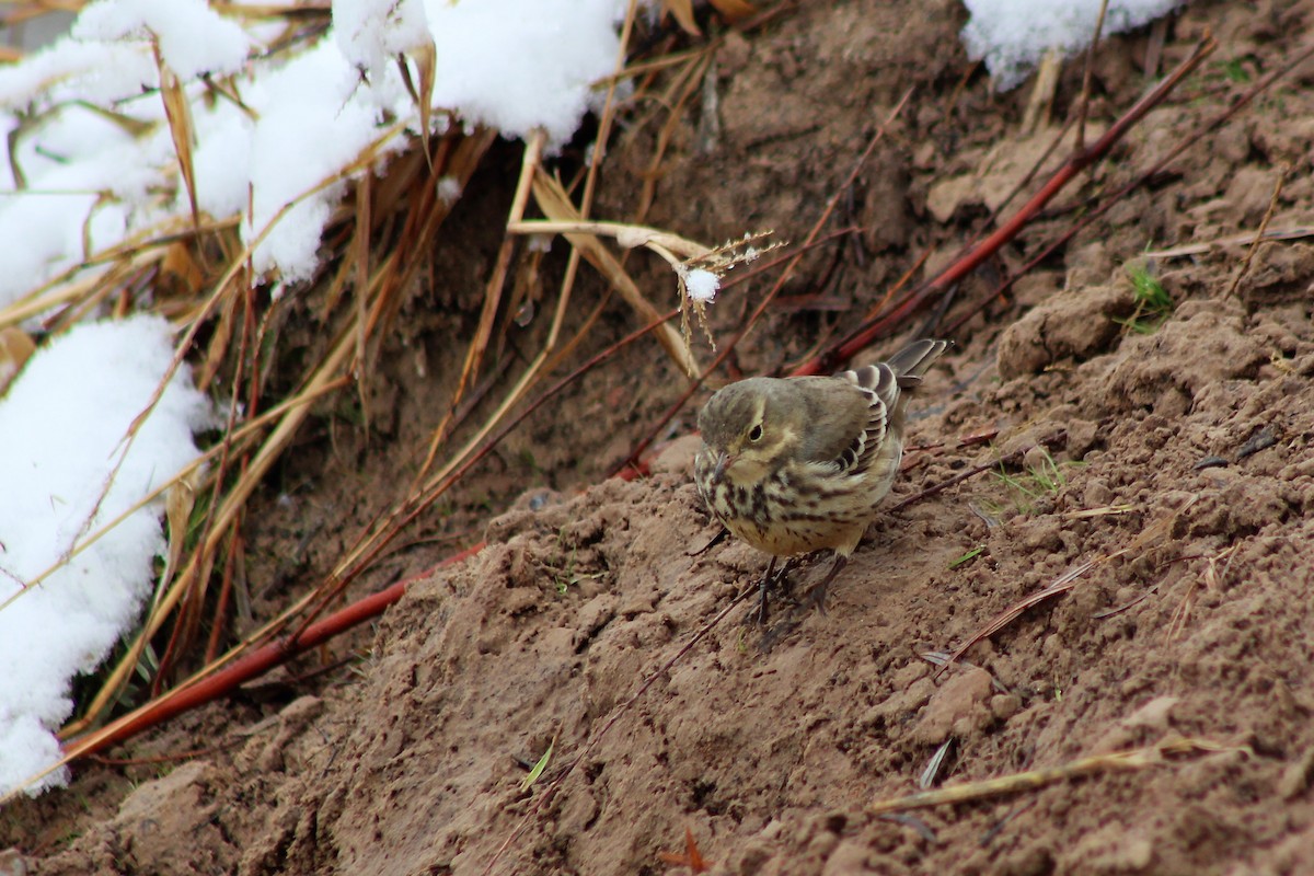 American Pipit - David Lerwill