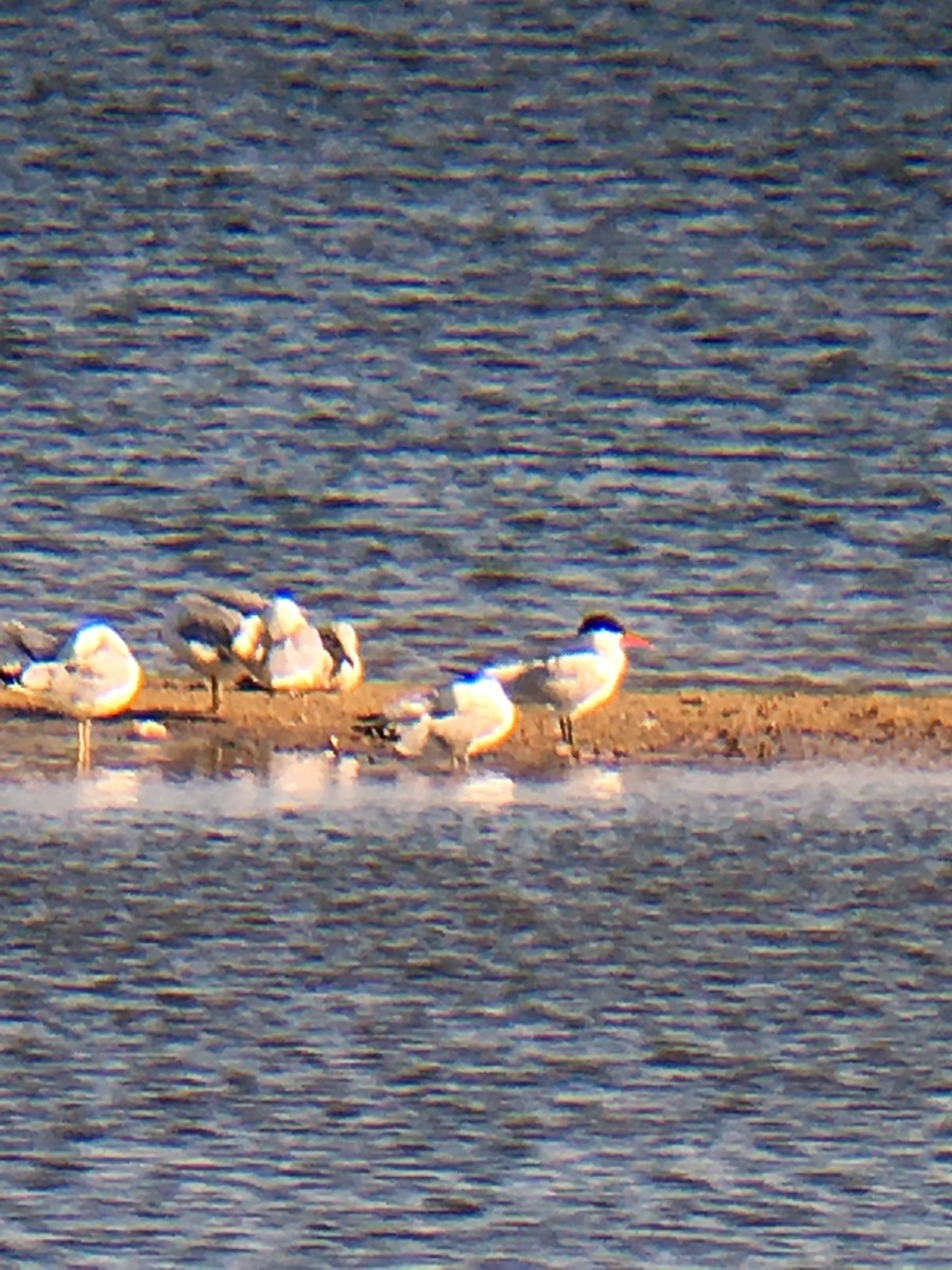 Caspian Tern - David Cabrera