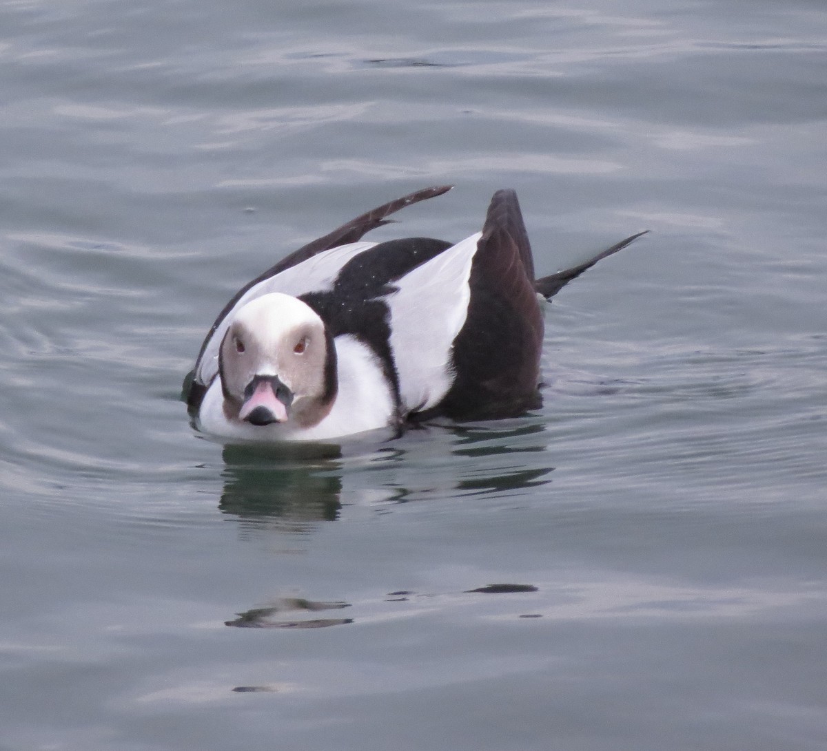 Long-tailed Duck - Kevin Seymour