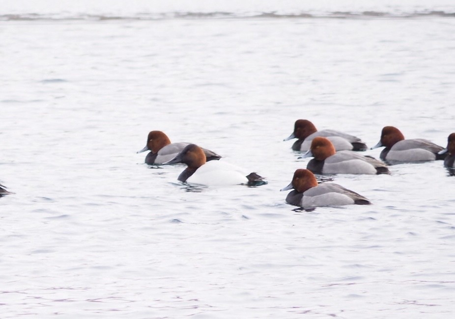 Canvasback - ML131651151