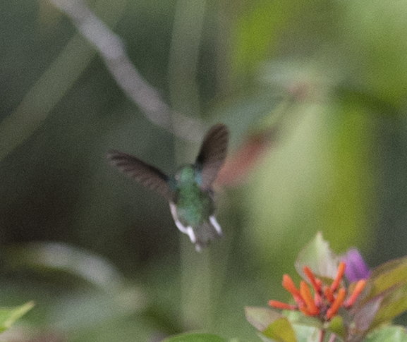 kolibřík zelenopláštíkový - ML131651981