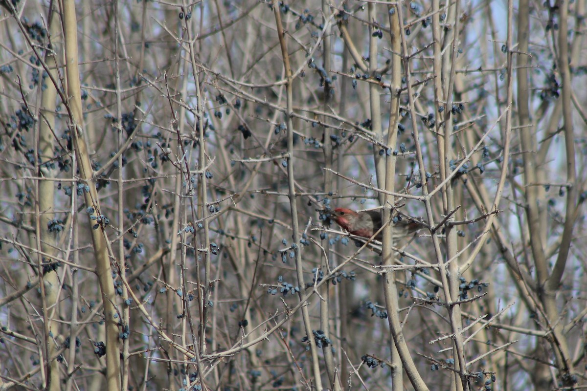 House Finch - David Lerwill