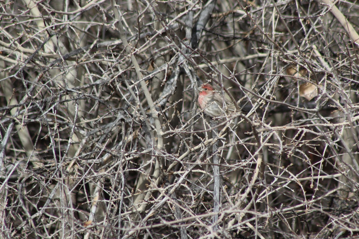 House Finch - David Lerwill