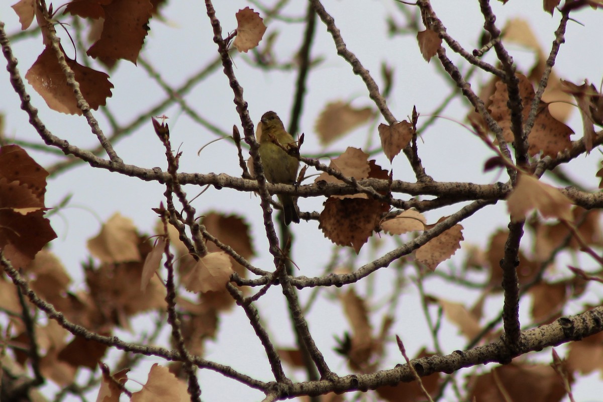 Lesser Goldfinch - ML131654251