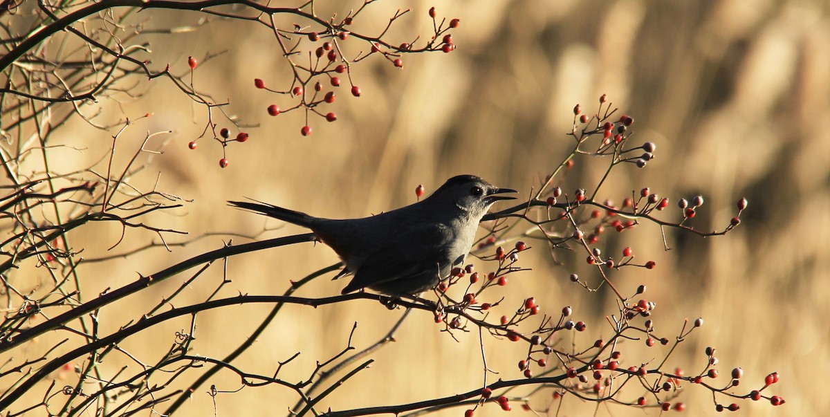 Gray Catbird - ML131656681