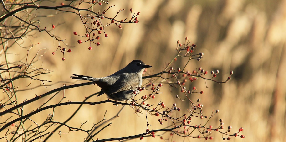 Gray Catbird - ML131656851