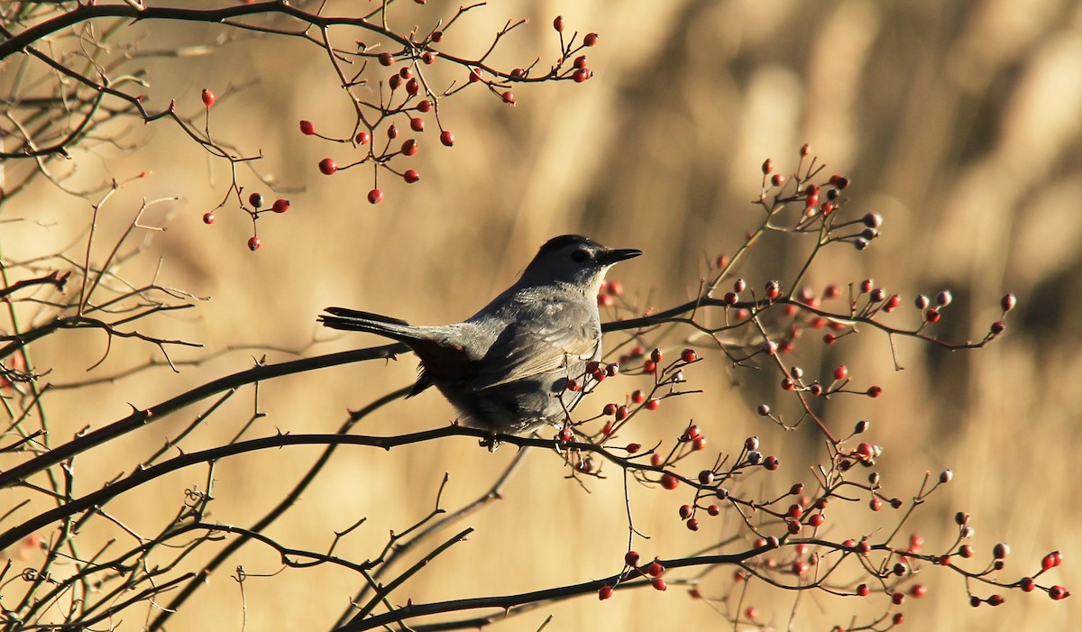 Gray Catbird - ML131657041