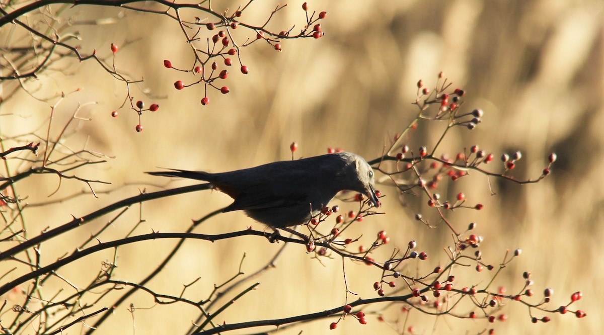 Gray Catbird - ML131657221