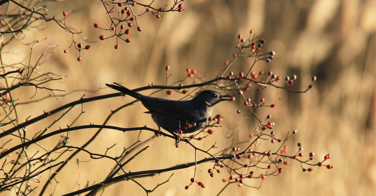 Gray Catbird - ML131657341