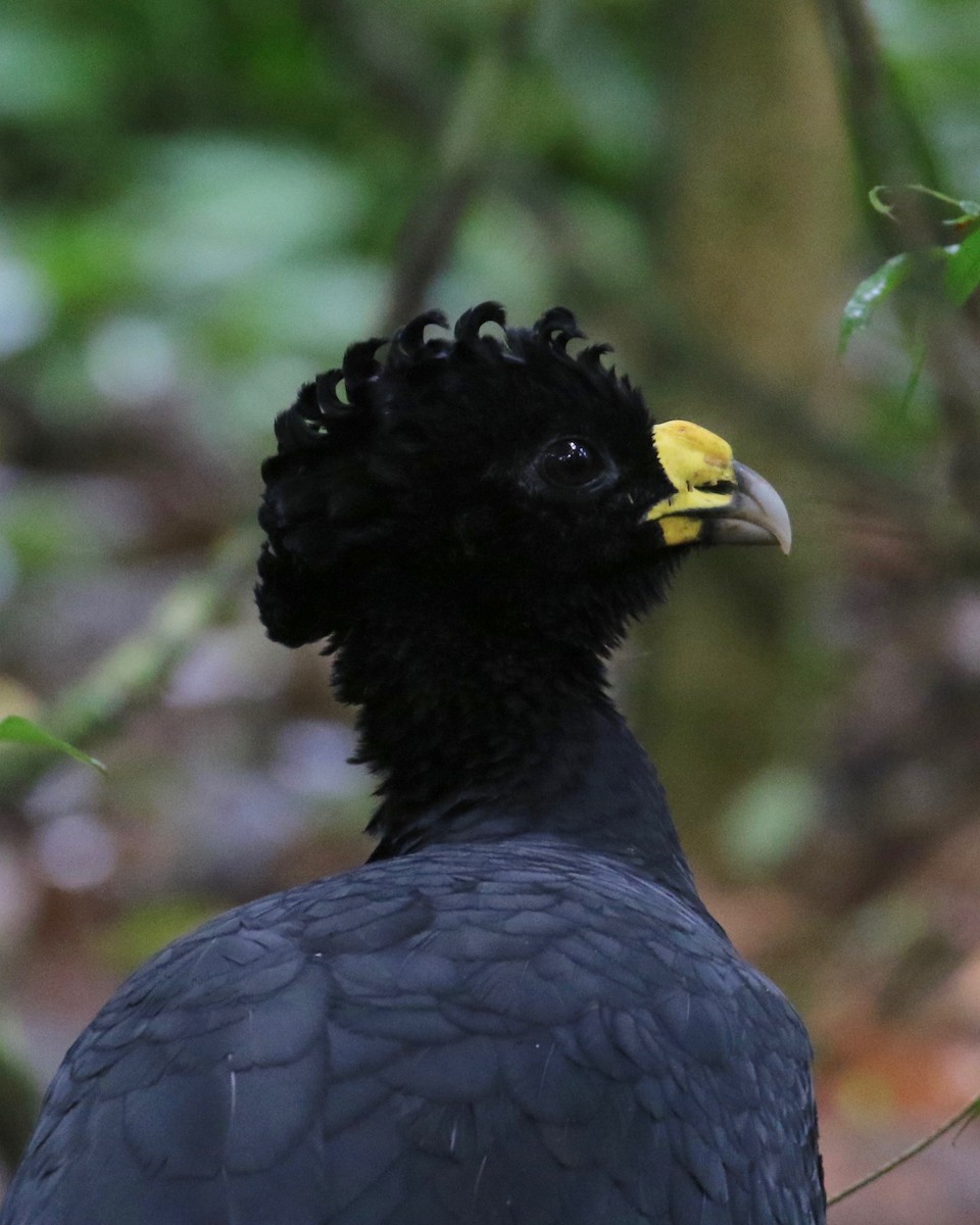 Great Curassow - Laurens Halsey