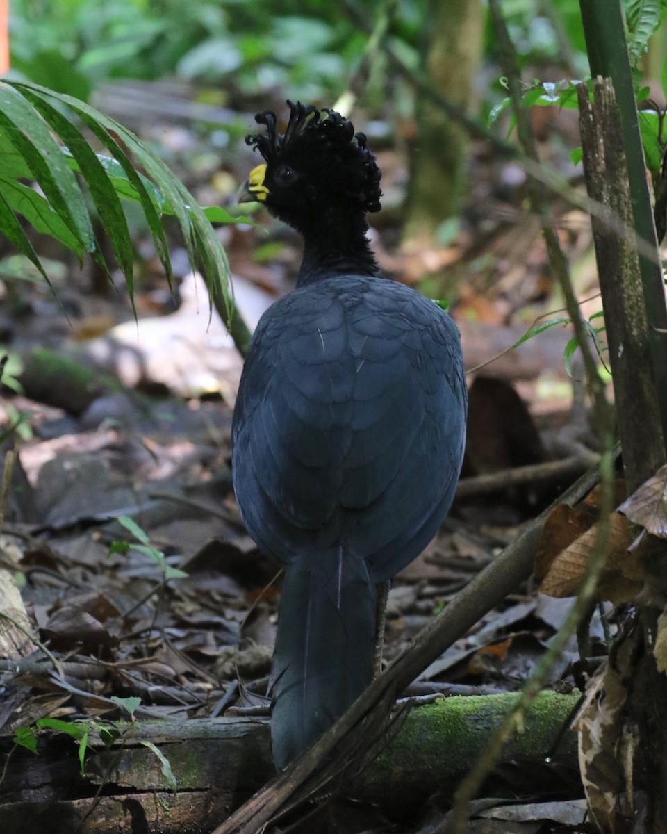 Great Curassow - Laurens Halsey