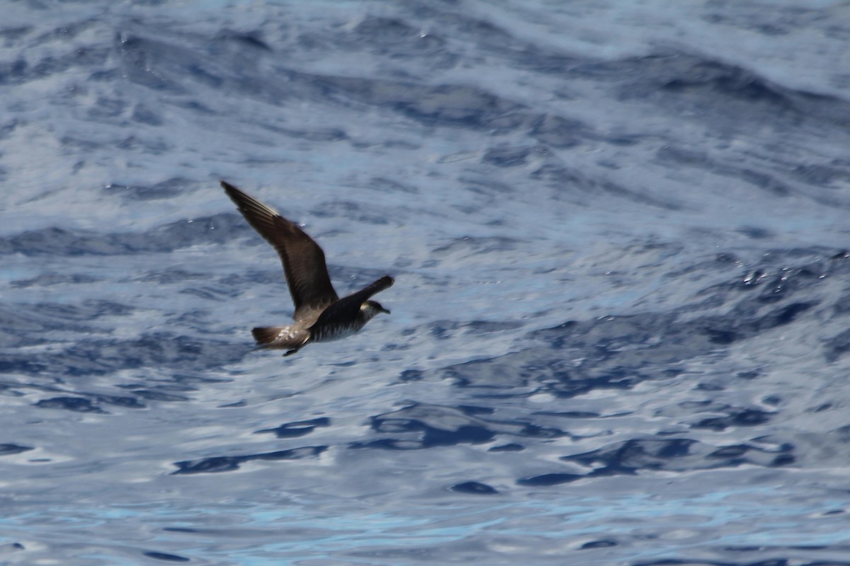 Long-tailed Jaeger - ML131659981