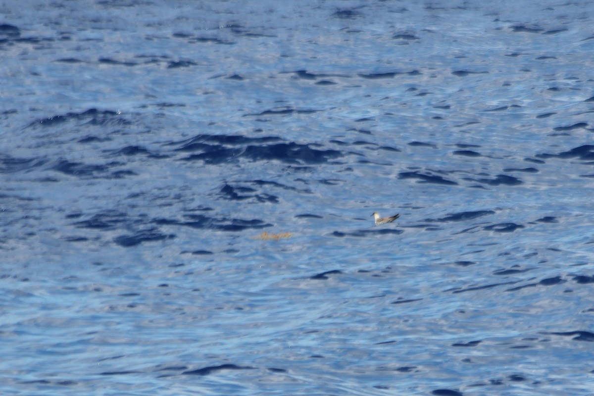 Long-tailed Jaeger - Graham Williams