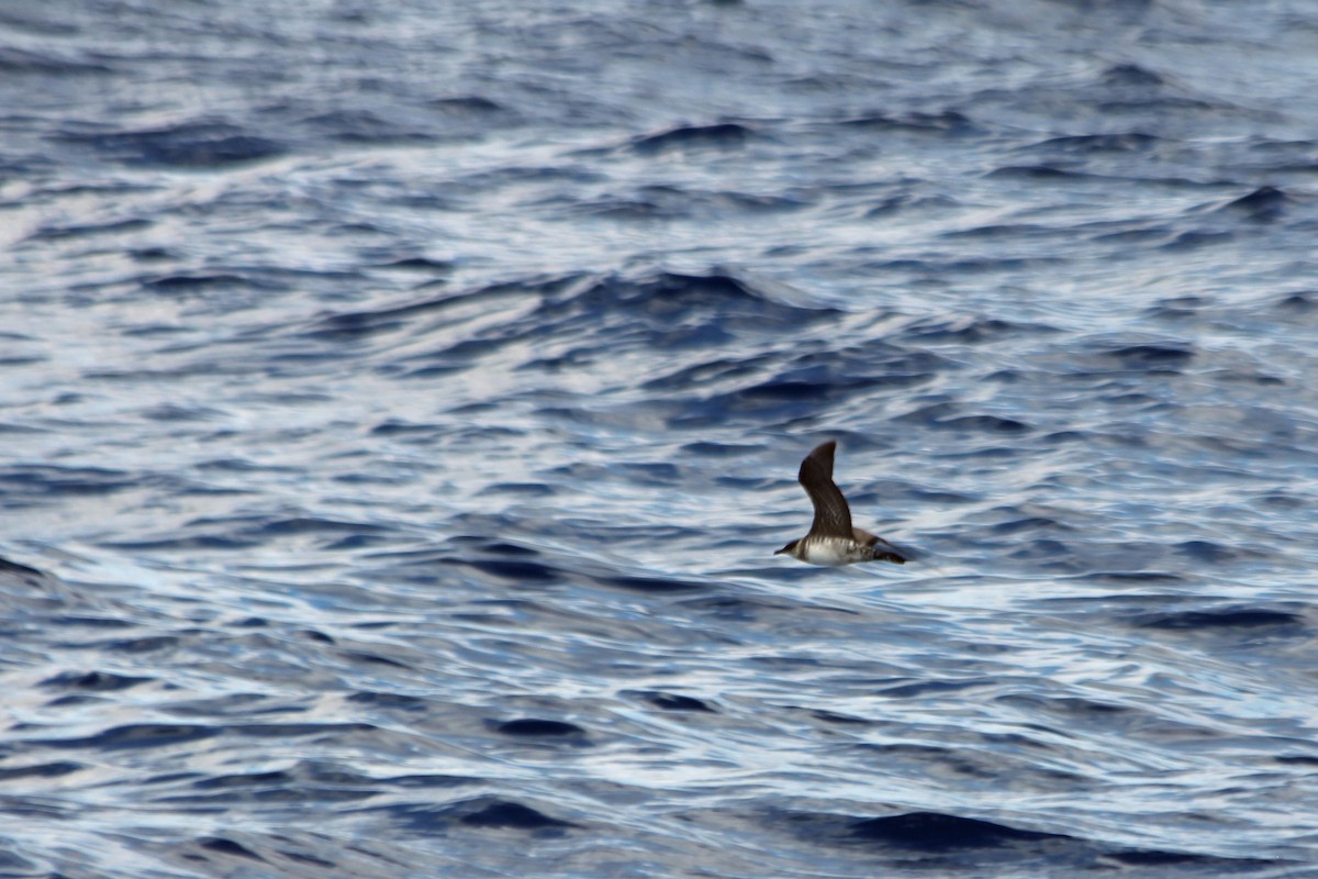 Long-tailed Jaeger - ML131660071