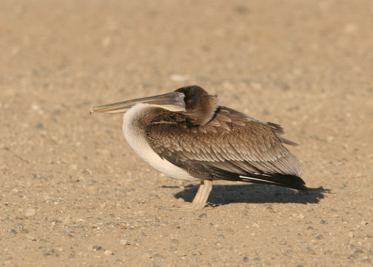 Brown Pelican - ML131660261