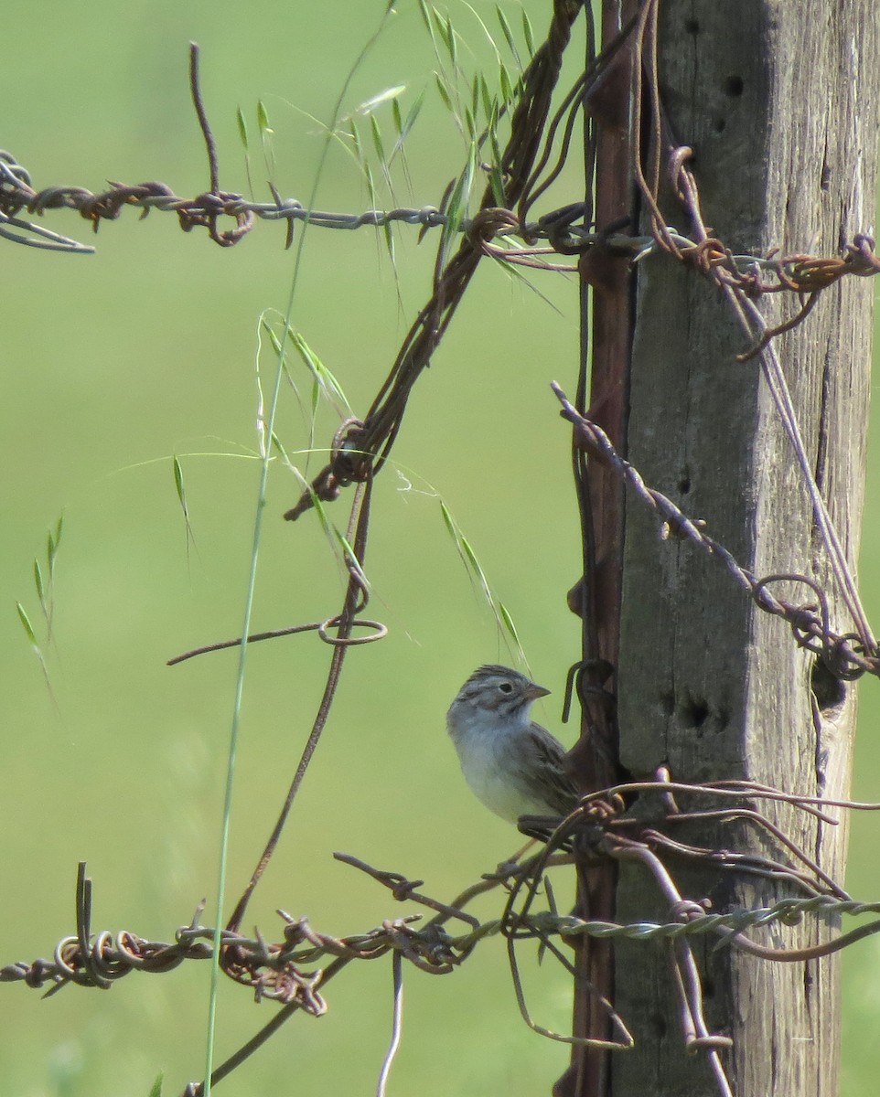 Brewer's Sparrow - Chris Conard