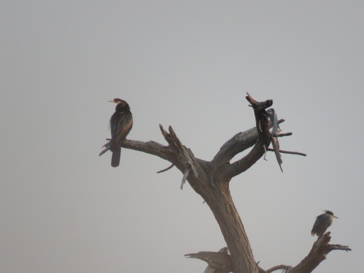 Anhinga Africana - ML131660841