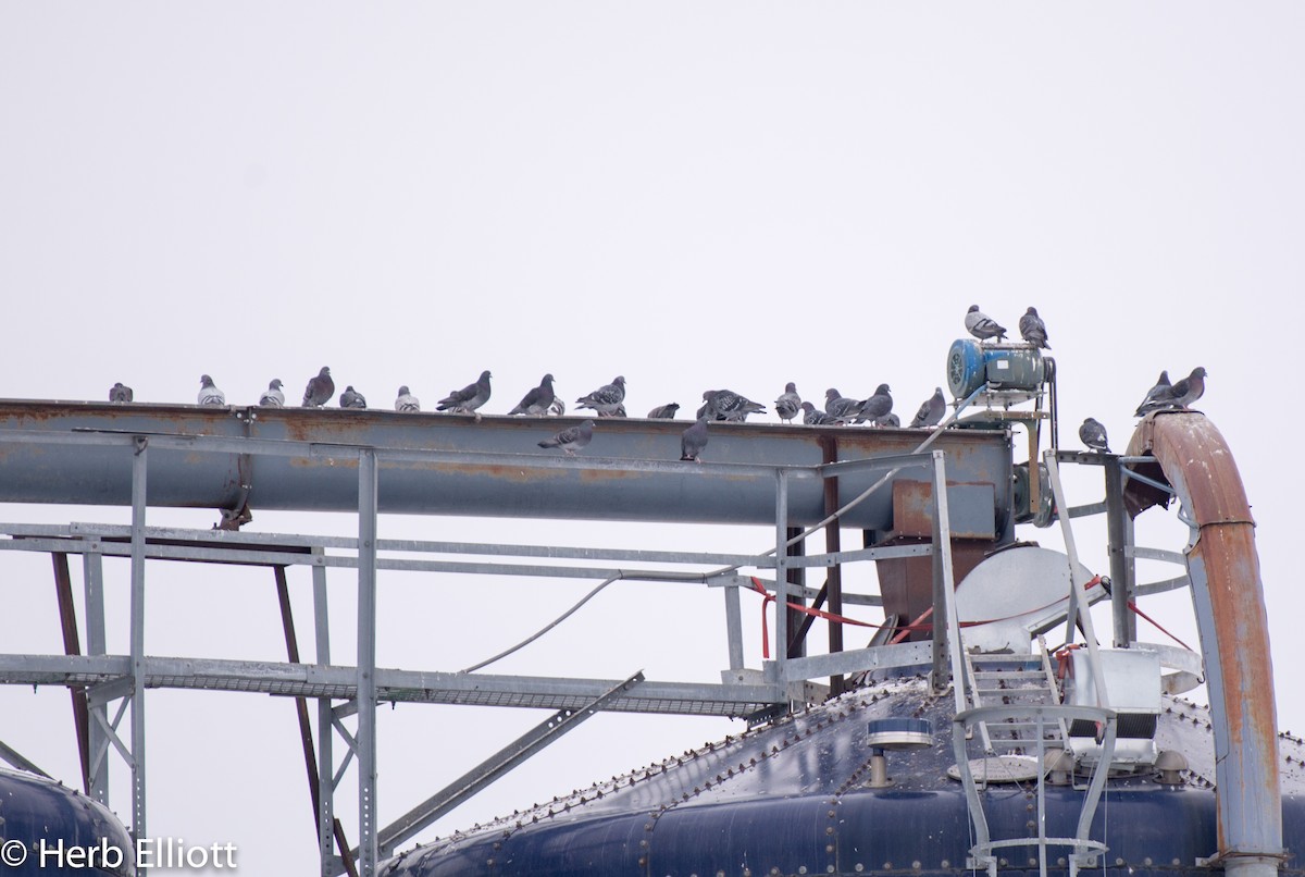 Rock Pigeon (Feral Pigeon) - ML131661931