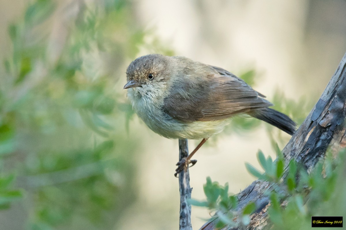 Buff-rumped Thornbill - ML131662151