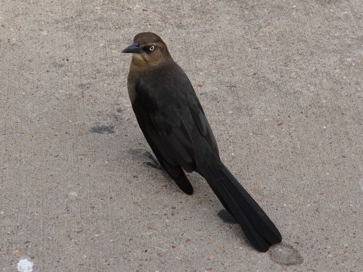 Great-tailed Grackle - Cole Sage