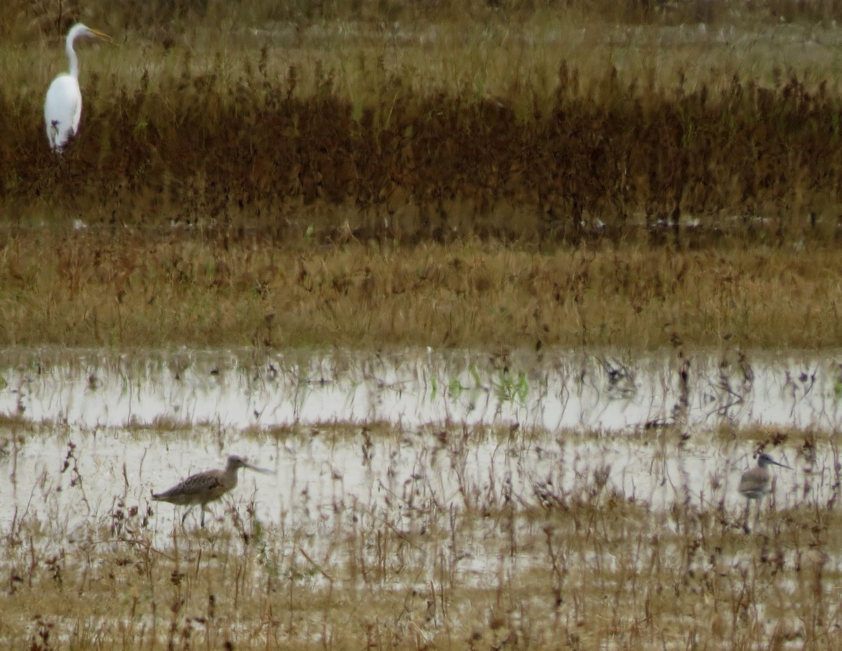 Marbled Godwit - ML131663771