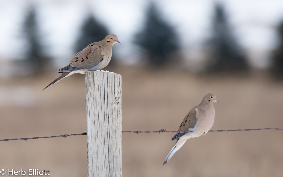 Mourning Dove - Herb Elliott