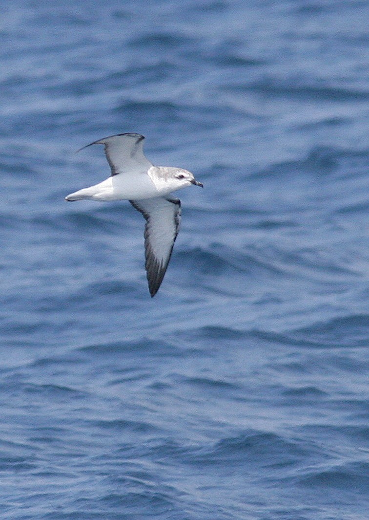 Cook's Petrel - ML131664731