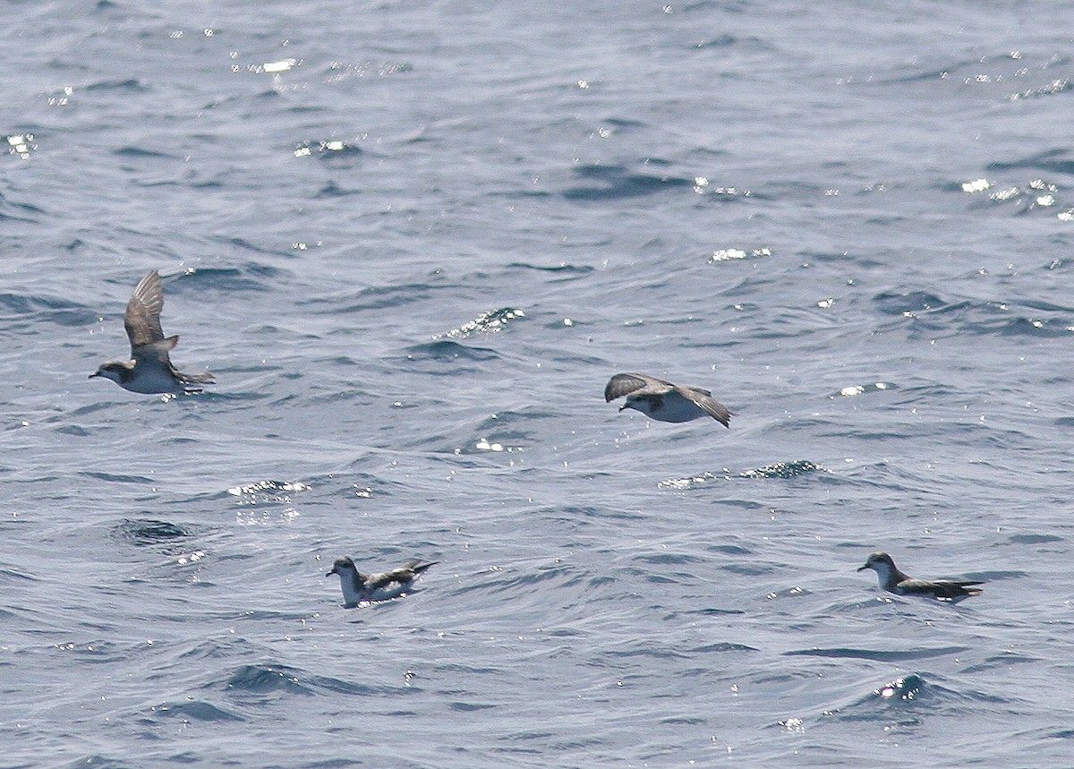 Cook's Petrel - ML131664761