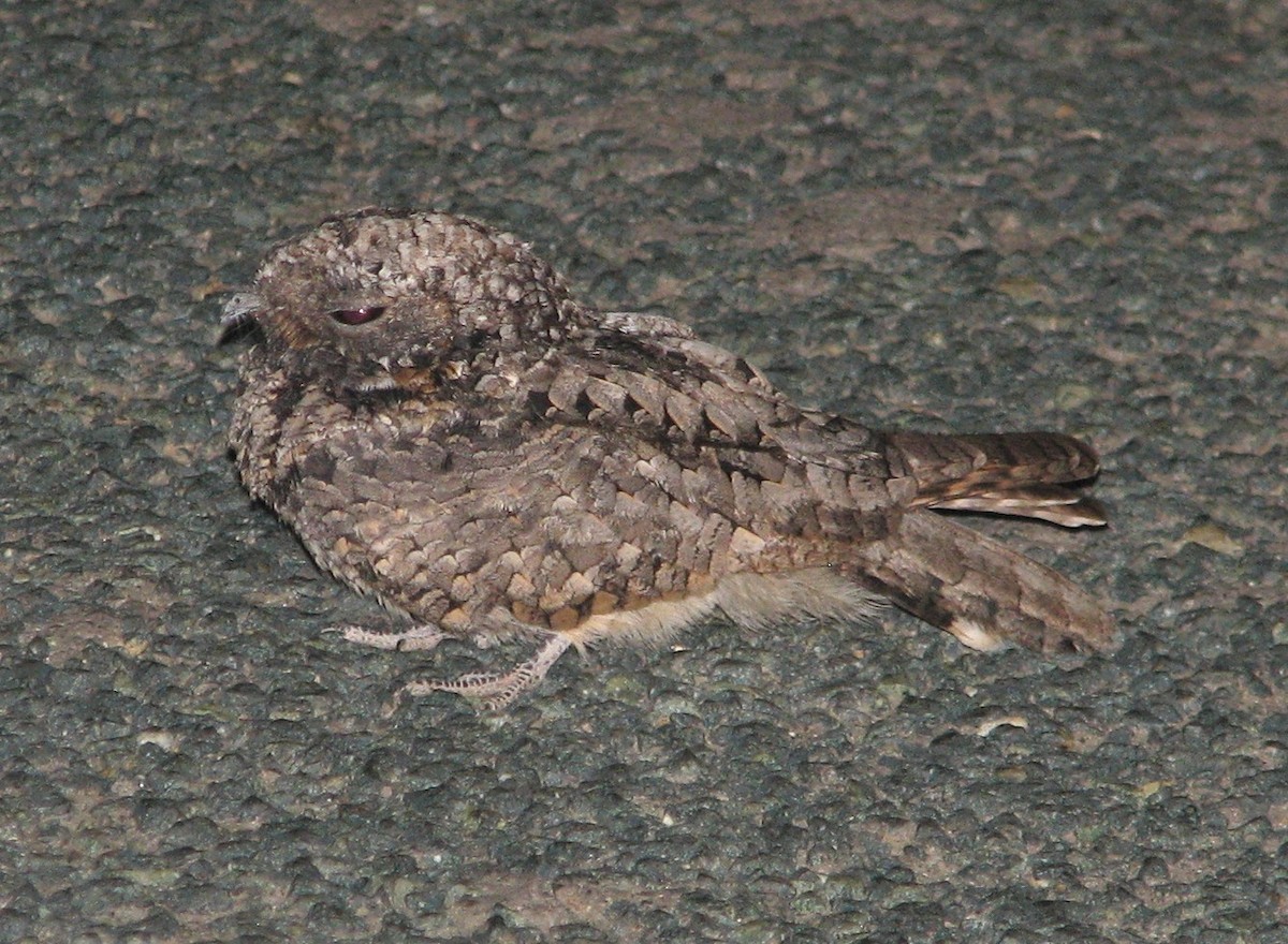 Common Poorwill - ML131664821