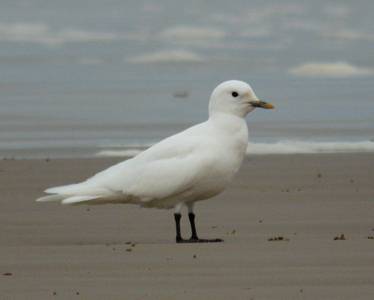 Mouette blanche - ML131665111