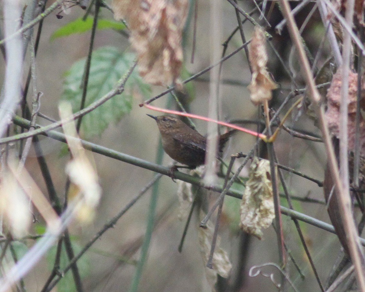 Pacific Wren (pacificus Group) - ML131665131