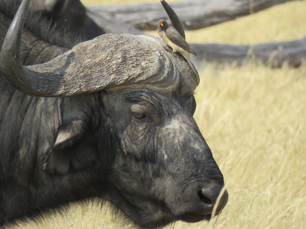 Yellow-billed Oxpecker - ML131666631