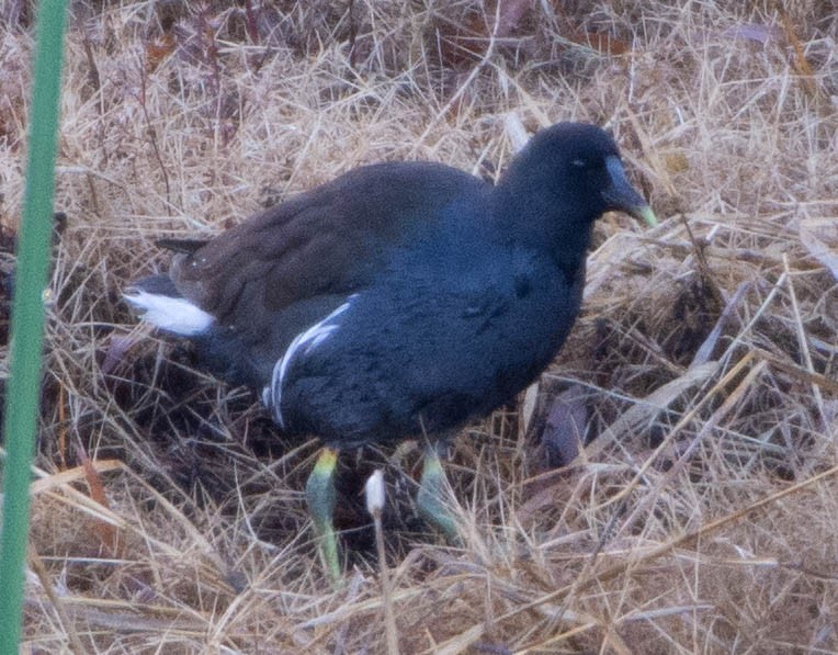 Common Gallinule - Hollie Mansfield