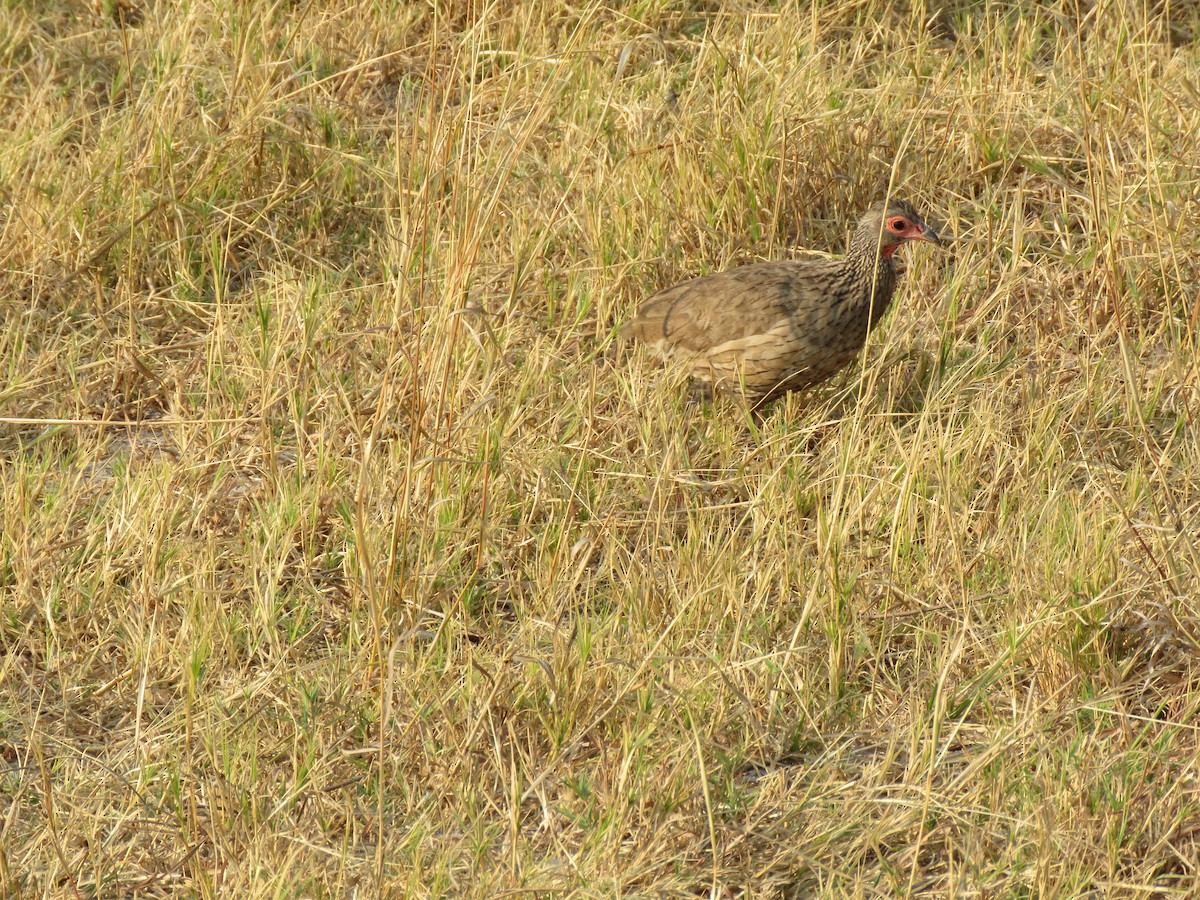 Swainson's Spurfowl - ML131667581