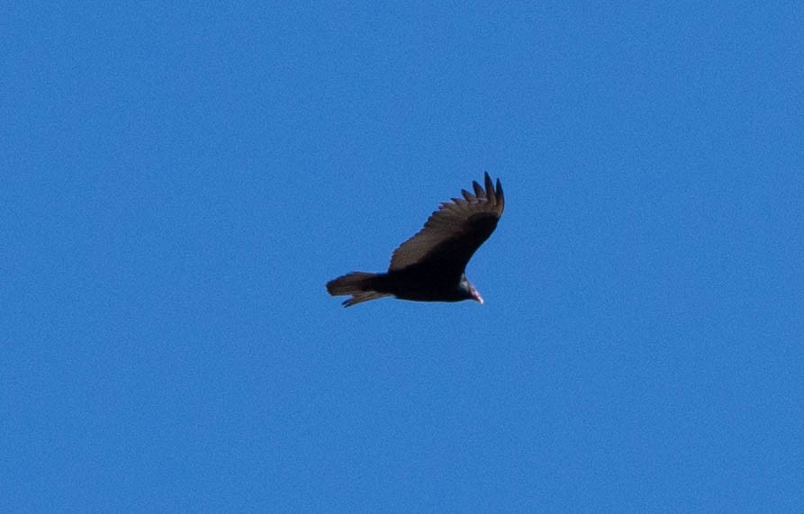 Turkey Vulture - ML131669001