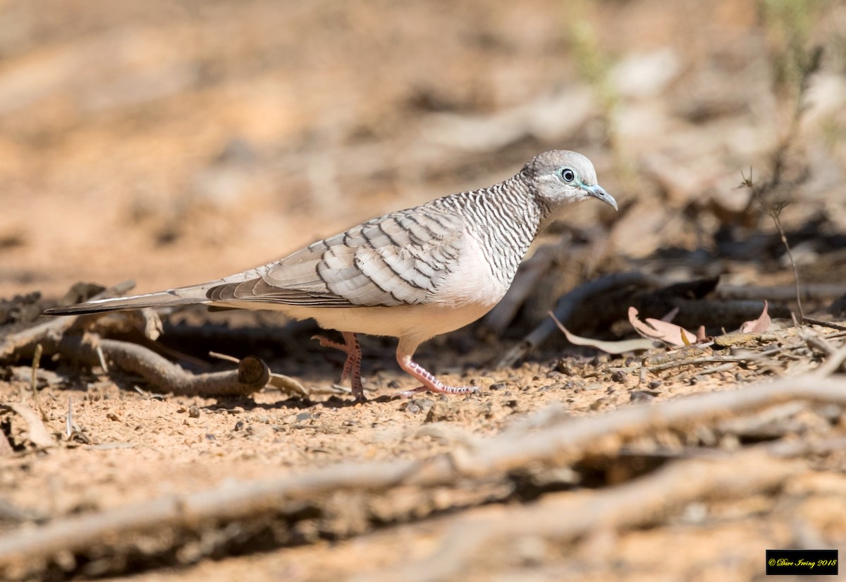 Peaceful Dove - ML131669061