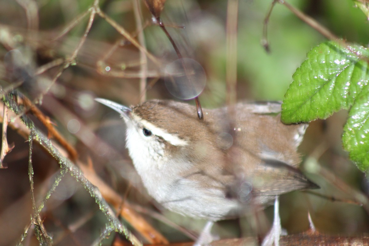 Bewick's Wren - ML131669391