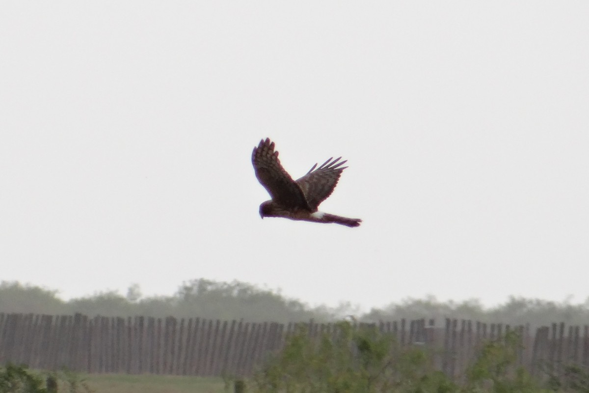 Northern Harrier - ML131669481