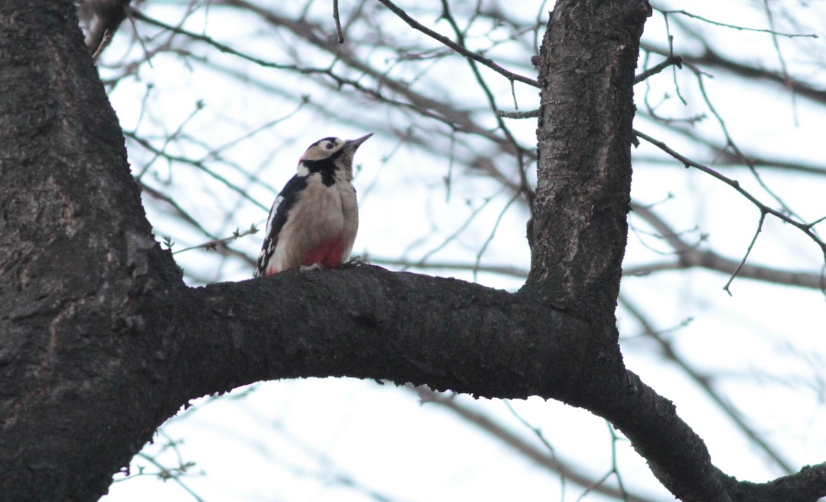 Great Spotted Woodpecker (japonicus) - ML131671541