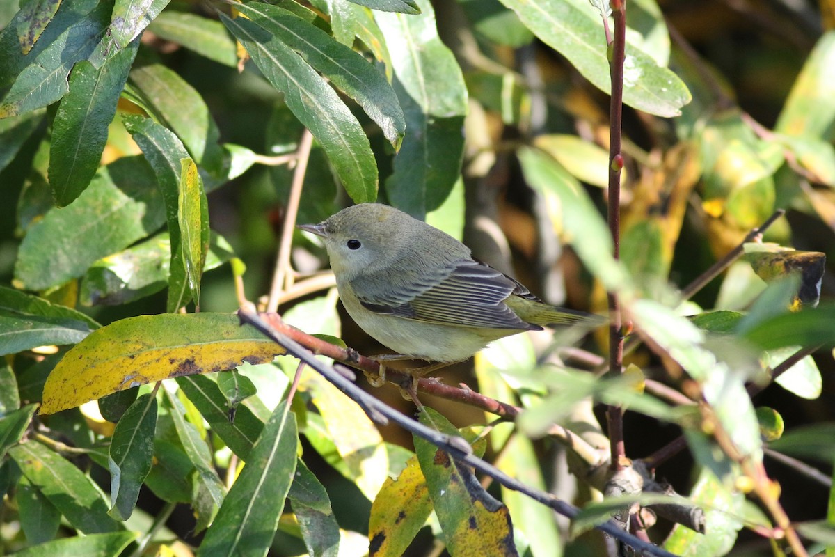 Yellow Warbler - ML131671671